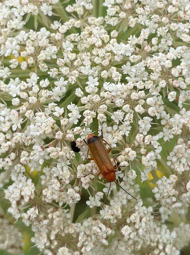 Käfer, Brauner Weichkäfer_(Rhagonycha fulva)