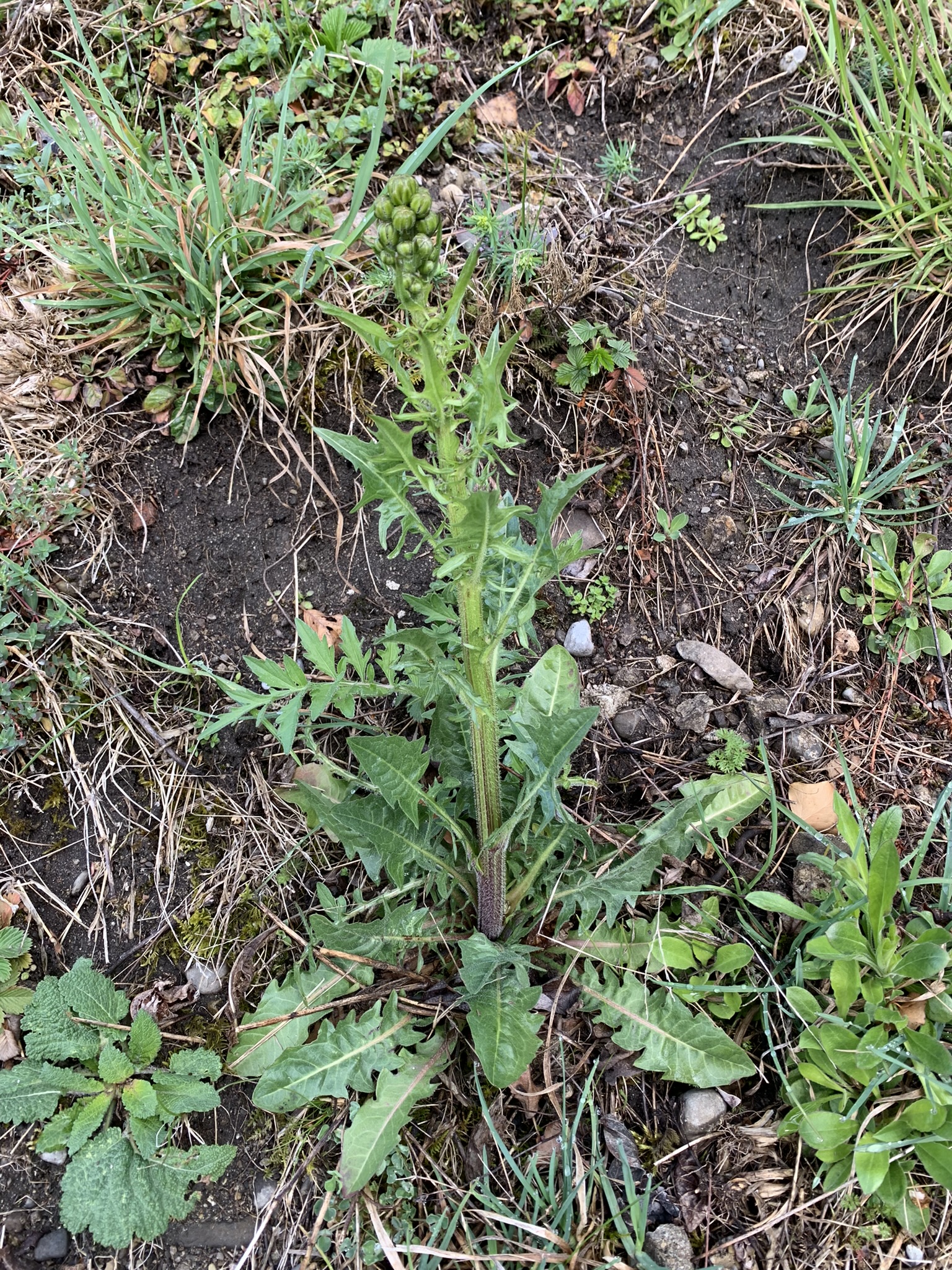 Pippau, Wiesen- (Crepis biennis L.)_D