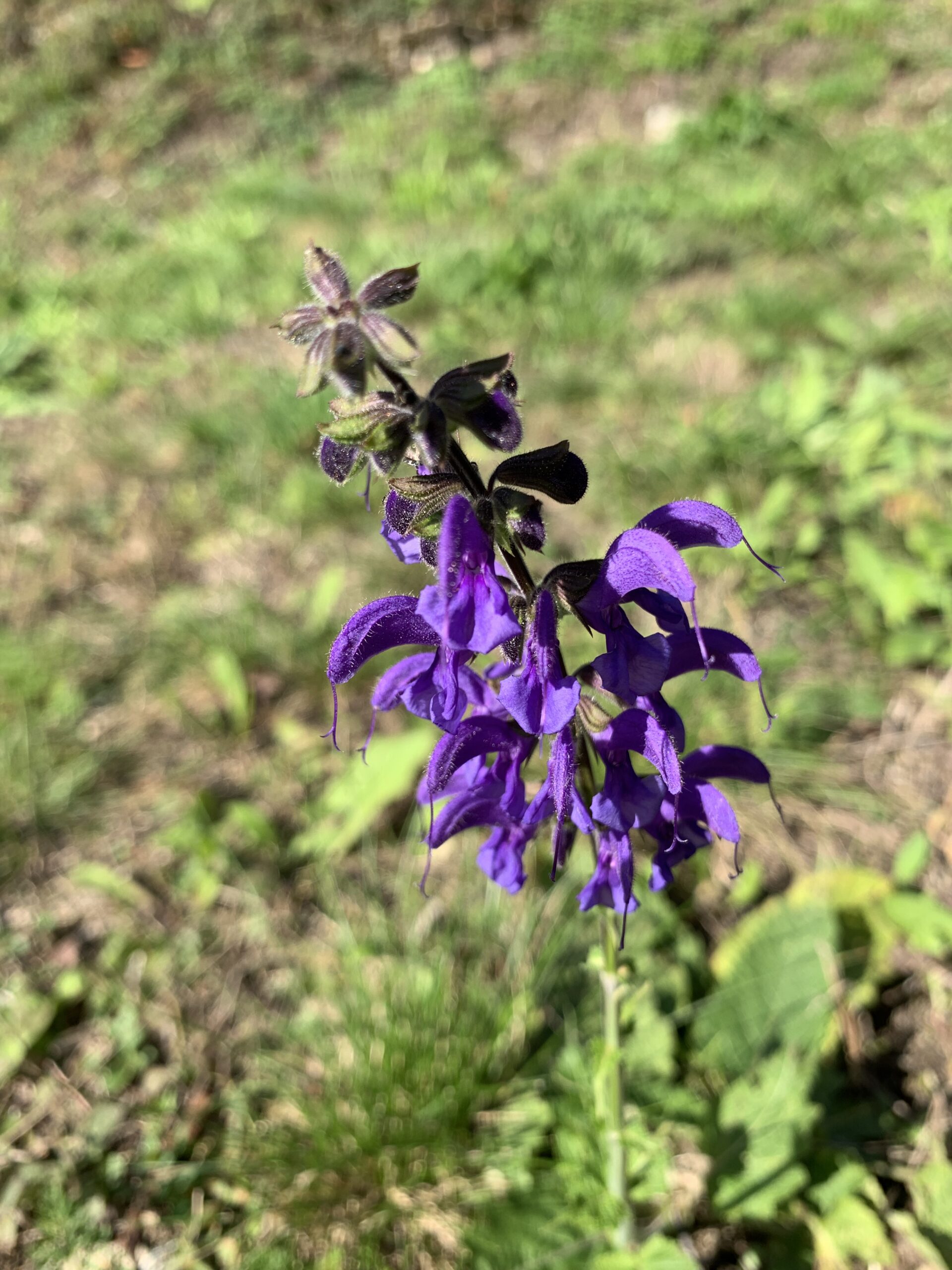 Salbei, Wiesen- (Salvia pratensis L)_A